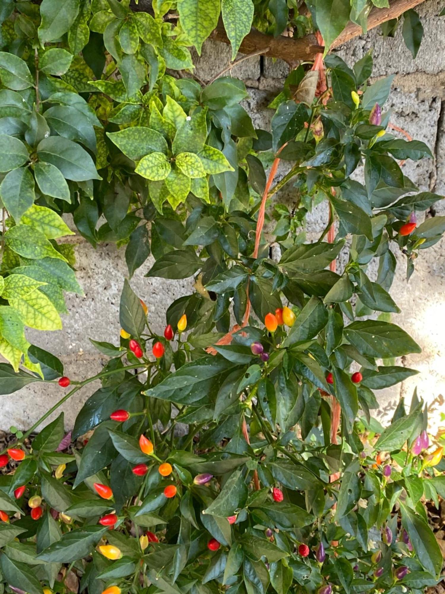 L'Incognita Bed & Breakfast San Nicolo d'Arcidano Екстериор снимка